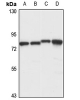 LAPSER1 Rabbit Polyclonal Antibody