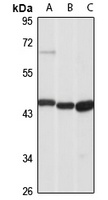 MAdCAM-1 Antibody