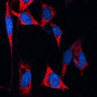 Anti-MAP1B Antibody