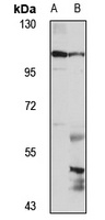 MAP7D1 Antibody