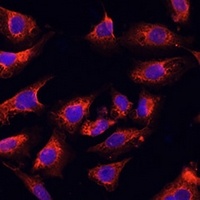 Anti-ERK1/2 Antibody
