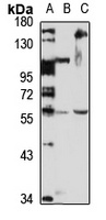 MARCO Rabbit Polyclonal Antibody