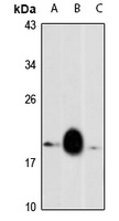 MARVELD1 Antibody