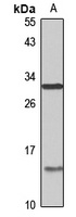 MOX-1 Rabbit Polyclonal Antibody