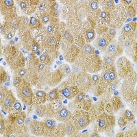 Anti-MFN2 Antibody