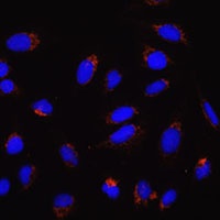 MFN2 antibody