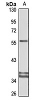 MICB Antibody