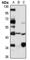 MICU2 Antibody
