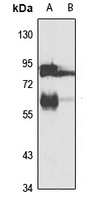 MID2 Antibody