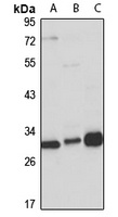 MLF2 Antibody