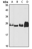 MOB4 Antibody