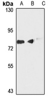 MOGS Antibody