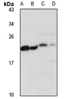MPHOSPH6 Antibody