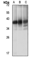 MPPED1 Antibody