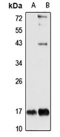 MRPL43 Antibody
