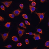 MRPL43 antibody