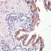 Musashi 1 antibody