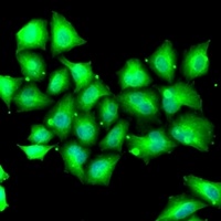 Anti-MSRB1 Antibody