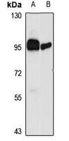 HGFL Rabbit Polyclonal Antibody