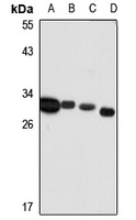 MIMP Rabbit Polyclonal Antibody