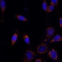 MIMP Rabbit Polyclonal Antibody