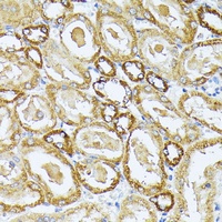 COX3 antibody