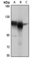 MTHFD1 Rabbit Polyclonal Antibody