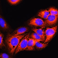 Anti-MTHFD1 Antibody
