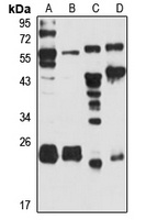 MTHFS Antibody