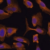 MTMR4 antibody