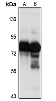 MTRR Antibody