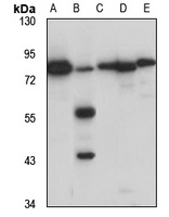 Mucin-20 Rabbit Polyclonal Antibody