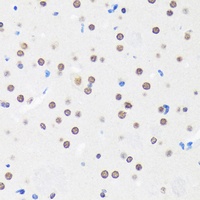 MYEF2 antibody