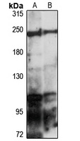 Myosin 2 Rabbit Polyclonal Antibody