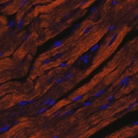 Myosin 6 antibody