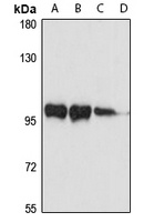 MYSM1 Antibody