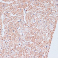 MZB1 antibody