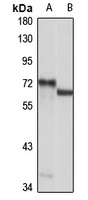 NAF1 Rabbit Polyclonal Antibody