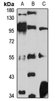 NAP1L2 Rabbit Polyclonal Antibody