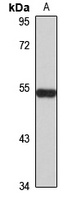 NAPRT1 Antibody