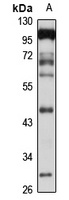 Napsin A Antibody