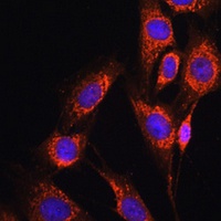 Anti-Nicastrin Antibody