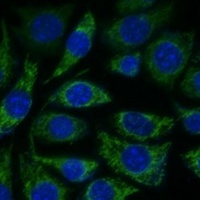 Anti-NDUFS8 Antibody