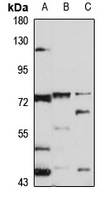 NELL1 Rabbit Polyclonal Antibody
