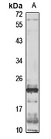 Neurogenin 3 Rabbit Polyclonal Antibody