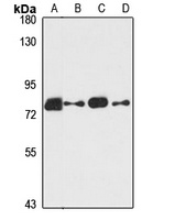 NEXN Antibody