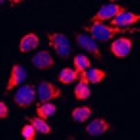 Anti-NFE2L1 Antibody