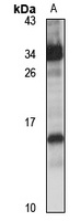 HEN1 Rabbit Polyclonal Antibody
