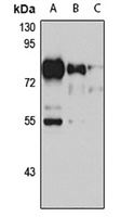 NKRF Rabbit Polyclonal Antibody