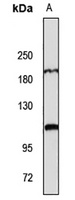 NLRC5 Antibody